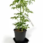 pflanzenetiketten – 12 stück